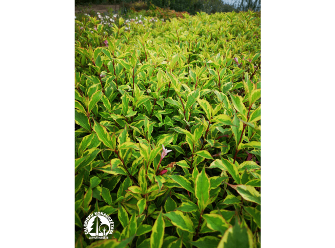 Weigela   'Sunny Princess'